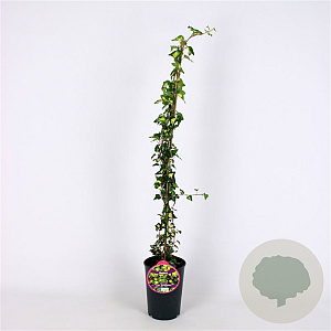 Hedera hel. 'Goldheart' 80-100 cm 2,5L