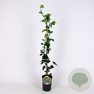 Hedera hibernica 80-100 cm 2,5L