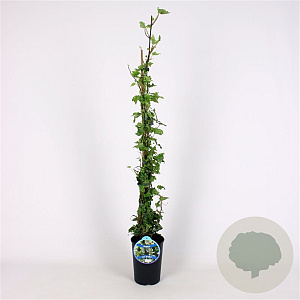 Hedera hel. 'Kolibri' 80-100 cm 2,5L