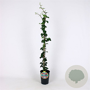 Hedera hel. 'Plattensee' 80-100 cm 2,5L