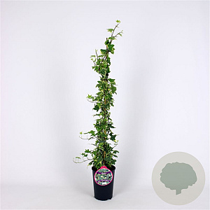 Hedera hel. 'Yellow Ripple' 80-100 cm 2,5L