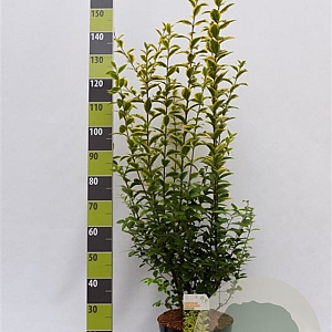 Ligustrum oval. 'Aureum' 100-125 cm 12L