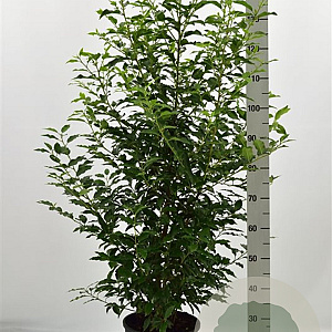 Prunus l. 'Angustifolia' 100-125 cm 12L