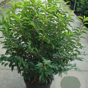 Prunus l. 'Angustifolia' 100-125 cm 12L