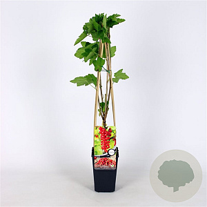 Ribes rubrum 70 cm 2,0L