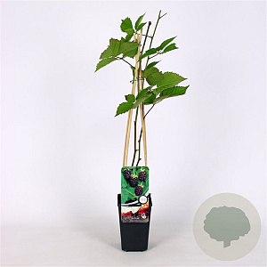 Rubus Boysenberry 70 cm 2,0L