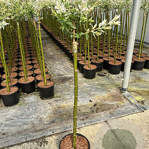Salix integra 'Hakuro-nishiki' 60 cm stam 3,0L
