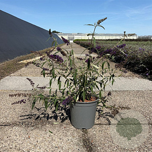 Buddleja d. 'Black Knight' 30-40 cm 6,5L