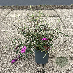 Buddleja d. 'Royal Red' 30-40 cm 6,5L