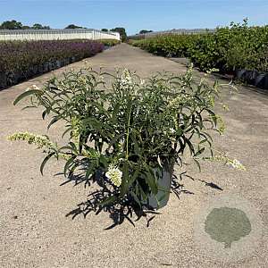 Buddleja d. 'White Profusion' 30-40 cm 6,5L