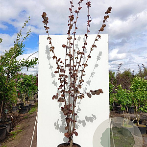 Corylus avellana 'Rode Zellernoot' 80 cm stam met kluit