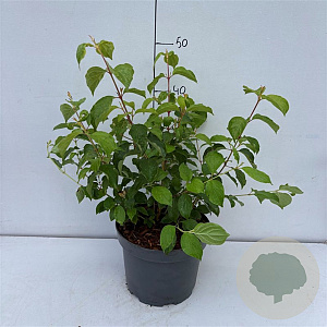 Cornus sang. 'Midwinter Fire' 40-50 cm 35L