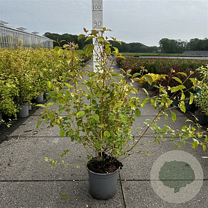 Cornus sang. 'Midwinter Fire' 60-80 cm cont. 65L
