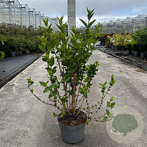 Forsythia 'Goldrausch' 60-80 cm 10L