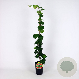 Hedera colchica 80-100 cm 2,5L