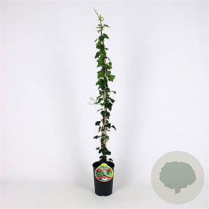 Hedera helix 80-100 cm 2,5L