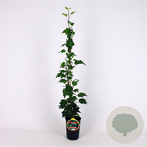 Hedera hel. 'Green Ripple' 80-100 cm 2,5L