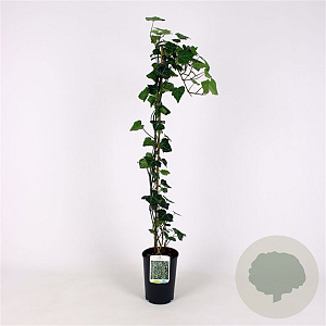 Hedera hel. 'Thorndale' 80-100 cm 2,5L