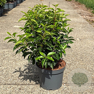 Prunus l. 'Angustifolia' 40-50 cm 5,0L