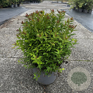 Spiraea jap. 'Rick Star' 50-60 cm 10L