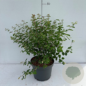 Symphoricarpos d. 'Mother of Pearl' 40-50 cm 35L