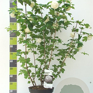 Viburnum opulus 'Roseum' 100-125 cm 12L