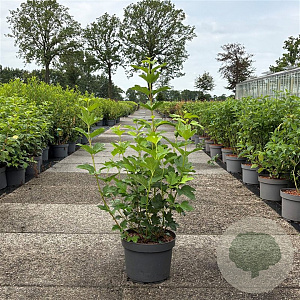 Viburnum opulus 'Roseum' 80-100 cm 10L