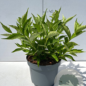 Weigela 'Candida' 40-50 cm 35L