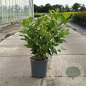 Weigela 'Candida' 40-50 cm 6,5L