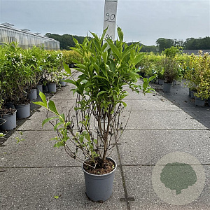 Weigela 'Candida' 60-80 cm cont. 65L