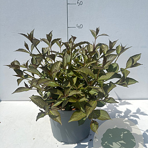 Weigela florida 'Foliis Purpureis' 30-40 cm 3,5L