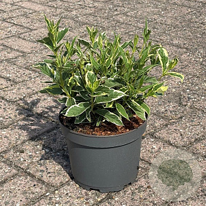 Weigela 'Nana Variegata' 30-40 cm 3,5L