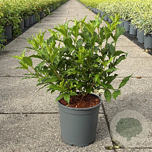 Weigela 'Red Prince' 40-50 cm 6,5L