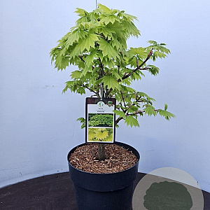 Acer shirasawanum 'Aureum' 50-60 cm 7,5L