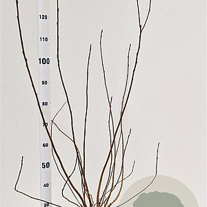Aronia melanocarpa 100-125 cm 5,0L