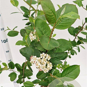 Aronia melanocarpa 100-125 cm 5,0L