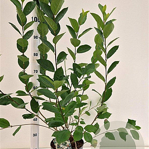 Aronia melanocarpa 100-125 cm 5,0L