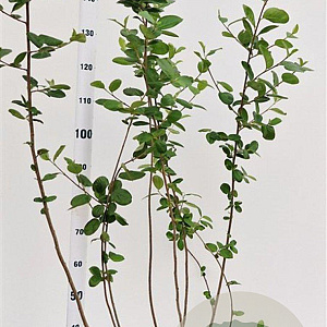 Aronia melanocarpa 100-125 cm 5,0L