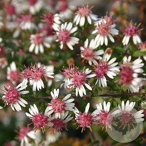 Aster l. 'Horizontalis' GM P9