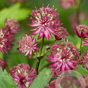 Astrantia maj. 'Ruby Wedding' GM P9