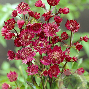 Astrantia maj. 'Ruby Wedding' GM P9
