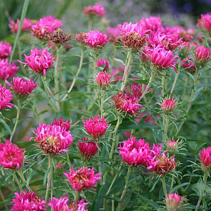Aster n.-a. 'And. an Alma Pötschke' GM P9