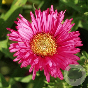 Aster n.-a. 'And. an Alma Pötschke' GM P9