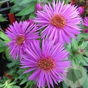 Aster n.-a. 'Vibrant Dome' GM P9