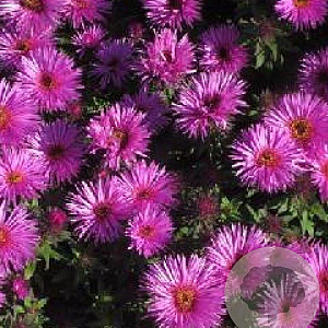 Aster n.-a. 'Vibrant Dome' GM P9