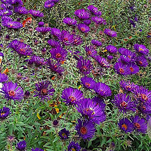 Aster n.-a. 'Helen Picton' GM P9