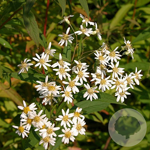 Aster umbellatus 'Weisser Schirm' GM P9
