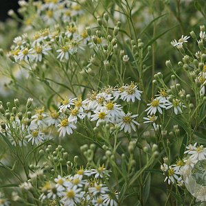 Aster umbellatus 'Weisser Schirm' GM P9