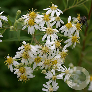 Aster umbellatus 'Weisser Schirm' GM P9