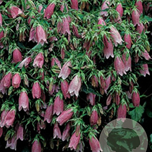 Campanula punc. 'Rubra' GM P9